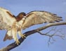 Fierce Beauty - Red Tail Hawk