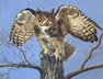Quiet Grace - Great Horned Owl